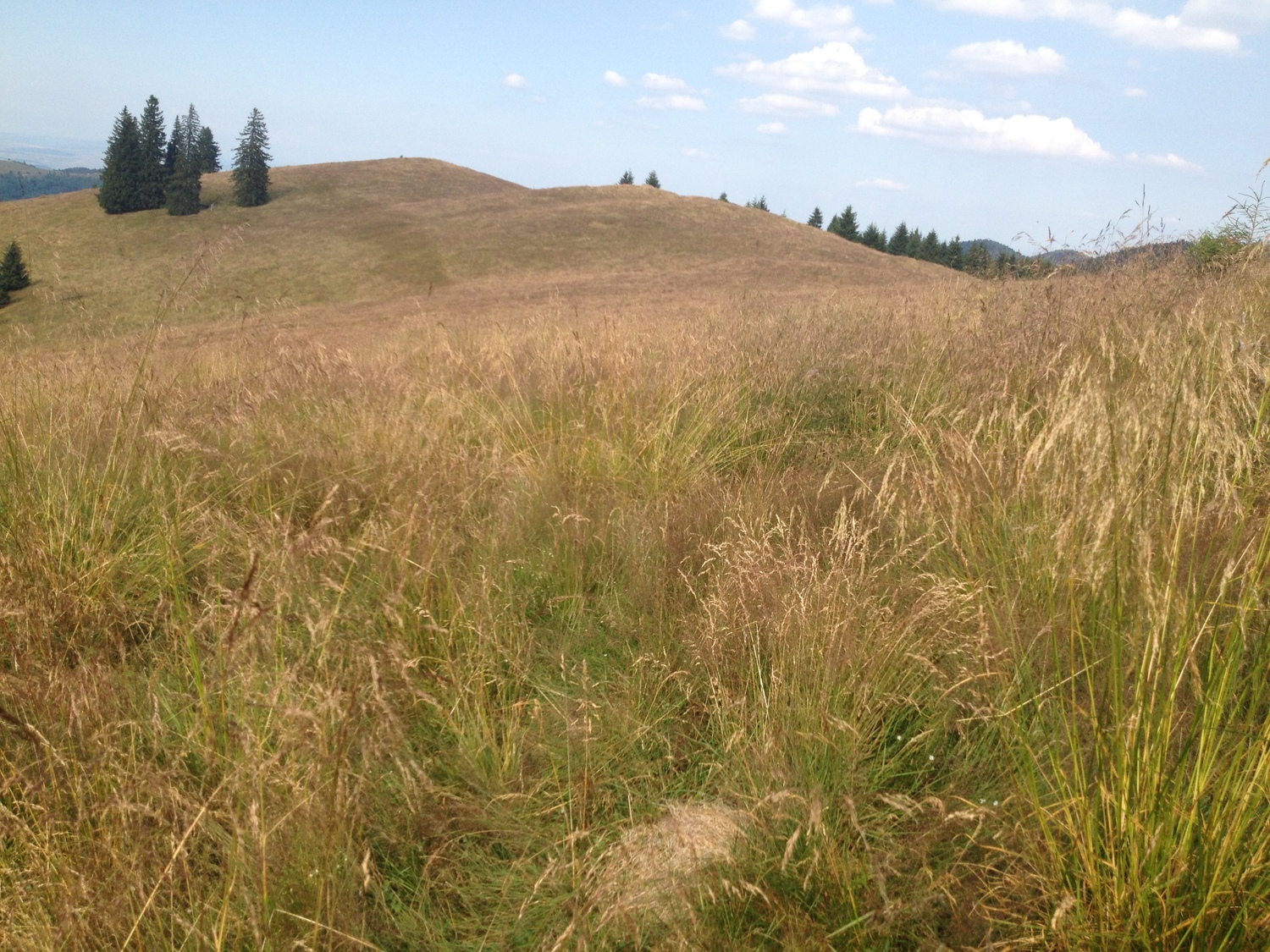 Read more about the article Une petite pause – Sibiel, Roumanie